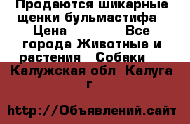 Продаются шикарные щенки бульмастифа › Цена ­ 45 000 - Все города Животные и растения » Собаки   . Калужская обл.,Калуга г.